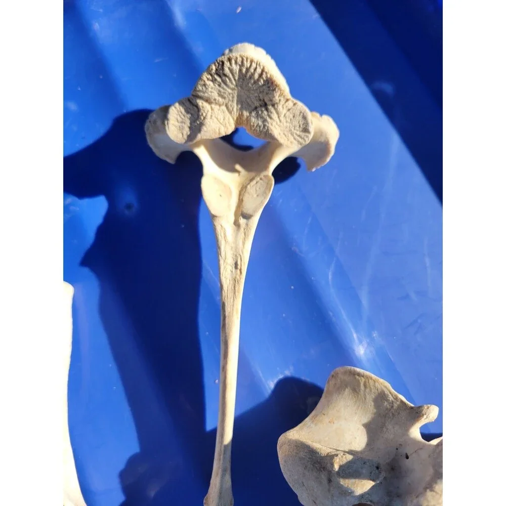 Lot Of 5 Vertebrae Bones Real Taxidermy Cleaned and degreased. Most likely deer
